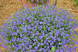 Hot Royal Blue Lobelia (Lobelia 'Weslorobl') at Lakeshore Garden Centres