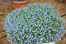 Hot Waterblue Lobelia (Lobelia 'Weslowatim') at Lakeshore Garden Centres