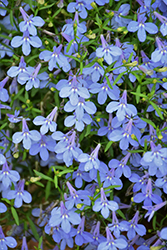 Hot Waterblue Lobelia (Lobelia 'Weslowatim') at Lakeshore Garden Centres