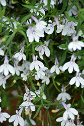 Hot White Lobelia (Lobelia 'Weslowhite') at Lakeshore Garden Centres