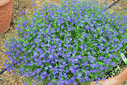 Deep Blue Star Lobelia (Lobelia erinus 'Weslodestar') at Lakeshore Garden Centres