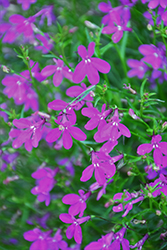 Purple Star Lobelia (Lobelia erinus 'Wespurstar') at Lakeshore Garden Centres