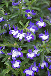 Super Star Lobelia (Lobelia erinus 'Weslosu') at Lakeshore Garden Centres