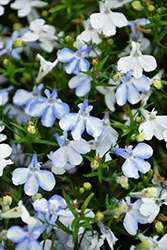 White Star Lobelia (Lobelia erinus 'Weslowei') at Lakeshore Garden Centres