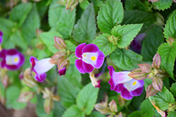 Kauai Magenta Torenia (Torenia 'PAS786686') at Lakeshore Garden Centres