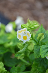 Kauai Lemon Drop Torenia (Torenia 'PAS786694') at Lakeshore Garden Centres