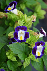 Kauai Blue and White Torenia (Torenia 'PAS904522') at Lakeshore Garden Centres