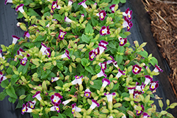 Kauai Burgundy Torenia (Torenia 'PAS786684') at Lakeshore Garden Centres