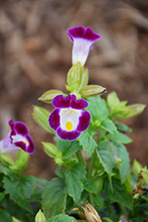 Kauai Burgundy Torenia (Torenia 'PAS786684') at Lakeshore Garden Centres