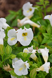 Catalina White Linen Torenia (Torenia 'Dancat153') at Lakeshore Garden Centres