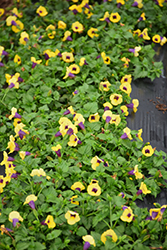Catalina Gilded Grape Torenia (Torenia 'Catalina Gilded Grape') at Lakeshore Garden Centres