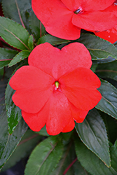 Super Sonic Red New Guinea Impatiens (Impatiens hawkeri 'Super Sonic Red') at The Mustard Seed