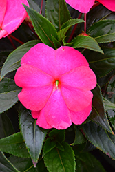 Super Sonic Hot Pink New Guinea Impatiens (Impatiens hawkeri 'Super Sonic Hot Pink') at The Mustard Seed