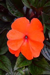 Super Sonic Flame New Guinea Impatiens (Impatiens hawkeri 'Super Sonic Flame') at Lakeshore Garden Centres