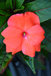 Super Sonic Deep Salmon New Guinea Impatiens (Impatiens hawkeri 'Super Sonic Deep Salmon') at Lakeshore Garden Centres