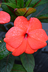 Super Sonic Dark Salmon New Guinea Impatiens (Impatiens hawkeri 'Super Sonic Dark Salmon') at Lakeshore Garden Centres