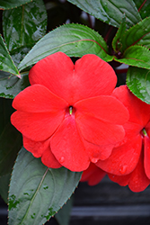 Super Sonic Dark Red New Guinea Impatiens (Impatiens hawkeri 'Super Sonic Dark Red') at Lakeshore Garden Centres