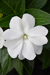 Sonic White New Guinea Impatiens (Impatiens 'Sonic White') at The Mustard Seed