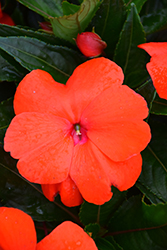 Sonic Scarlet New Guinea Impatiens (Impatiens 'Sonic Scarlet') at Lakeshore Garden Centres