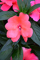 Sonic Salmon New Guinea Impatiens (Impatiens 'Sonic Salmon') at The Mustard Seed