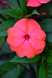 Sonic Mango New Guinea Impatiens (Impatiens 'Sonic Mango') at Lakeshore Garden Centres