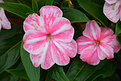 Sonic Magic Pink New Guinea Impatiens (Impatiens 'Sonic Magic Pink') at A Very Successful Garden Center