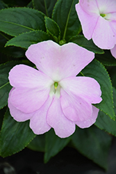 Sonic Light Lavender New Guinea Impatiens (Impatiens 'Sonic Light Lavender') at Lakeshore Garden Centres