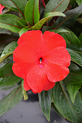Sonic Deep Red New Guinea Impatiens (Impatiens 'Sonic Deep Red') at A Very Successful Garden Center