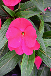 Sonic Deep Purple New Guinea Impatiens (Impatiens 'Sonic Deep Purple') at Lakeshore Garden Centres