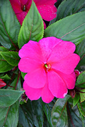 Florific Violet New Guinea Impatiens (Impatiens hawkeri 'Florific Violet') at Lakeshore Garden Centres