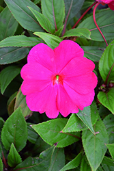 Divine Violet New Guinea Impatiens (Impatiens hawkeri 'Divine Violet') at Lakeshore Garden Centres