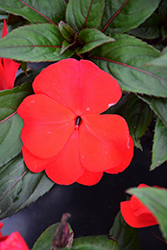 Divine Scarlet Bronze Leaf New Guinea Impatiens (Impatiens hawkeri 'Divine Scarlet Bronze Leaf') at Lakeshore Garden Centres