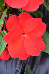 Divine Red New Guinea Impatiens (Impatiens hawkeri 'Divine Red') at Lakeshore Garden Centres