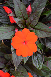 Divine Orange Bronze Leaf New Guinea Impatiens (Impatiens hawkeri 'Divine Orange Bronze Leaf') at Lakeshore Garden Centres