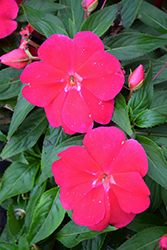 Divine Lipstick New Guinea Impatiens (Impatiens hawkeri 'Divine Lipstick') at Lakeshore Garden Centres