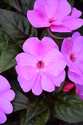 Divine Lavender New Guinea Impatiens (Impatiens hawkeri 'Divine Lavender') at Lakeshore Garden Centres