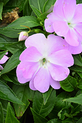 Divine Blue Pearl New Guinea Impatiens (Impatiens hawkeri 'Divine Blue Pearl') at Lakeshore Garden Centres