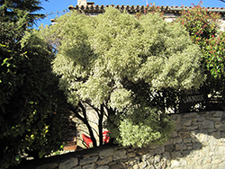 Marjorie Channon Kohuhu (Pittosporum tenuifolium 'Marjorie Channon') at Lakeshore Garden Centres