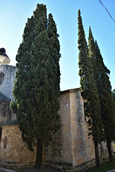 Blue Italian Cypress (Cupressus sempervirens 'Glauca') at Lakeshore Garden Centres