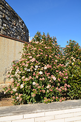 Eve Price Viburnum (Viburnum tinus 'Eve Price') at Lakeshore Garden Centres