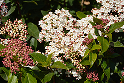 Eve Price Viburnum (Viburnum tinus 'Eve Price') at Lakeshore Garden Centres