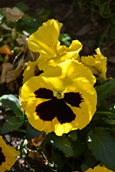 Mammoth Queen Yellow Bee Pansy (Viola x wittrockiana 'Mammoth Queen Yellow Bee') at Lakeshore Garden Centres