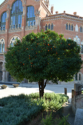 Bitter Orange (Citrus aurantium) at Lakeshore Garden Centres