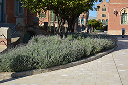 Gray Leaved French Lavender (Lavandula dentata var. candicans) at Lakeshore Garden Centres