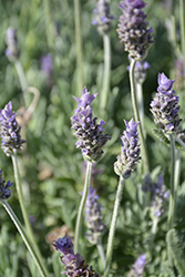 Gray Leaved French Lavender (Lavandula dentata var. candicans) at Lakeshore Garden Centres