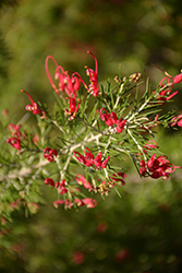 Wilson's Grevillea (Grevillea wilsonii) at Lakeshore Garden Centres