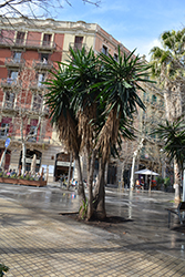 Cabbage Palm (Cordyline australis) at Lakeshore Garden Centres