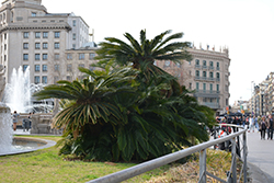 Japanese Sago Palm (Cycas revoluta) at Lakeshore Garden Centres