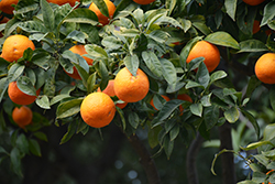 Bitter Orange (Citrus aurantium) at Lakeshore Garden Centres