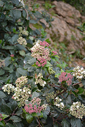 Spring Bouquet Viburnum (Viburnum tinus 'Spring Bouquet') at Lakeshore Garden Centres